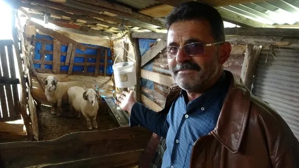 bu-koc-tam-tamina-90-kg-sahibi-50-bin-tl-bile-verseler-satmayi-dusunmuyor-1616481650489.jpg Bu koç tam tamına 90 kg! Sahibi 50 bin TL bile verseler satmayı düşünmüyor-2