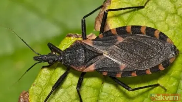 Bir ısırıkta gelen ölüm! Dünyanın en tehlikeli 10 böceği açıklandı - 8