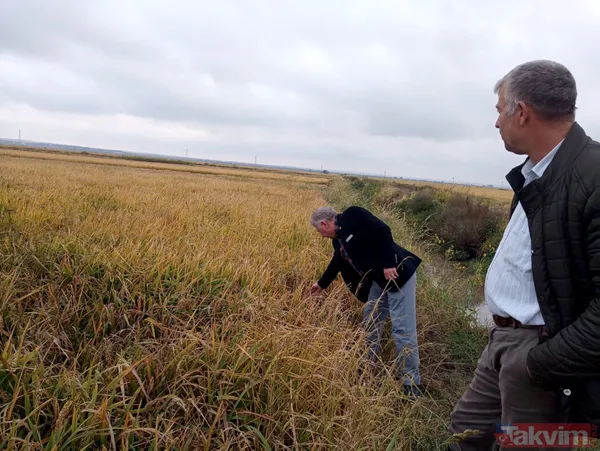 SON DAKİKA: Edirne'de sabaha karşı dolu yağdı! 10 bin dekar çeltik ziyan oldu - 8