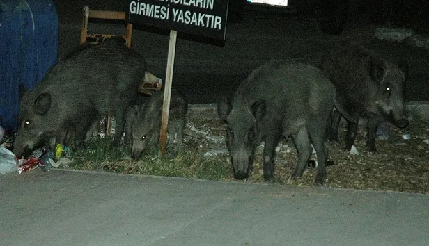 Muğla Bodrum'da korkunç olay! İlçeyi sardılar...-2