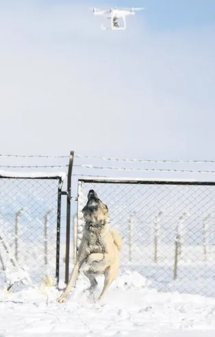 Kangalın drone tepkisi