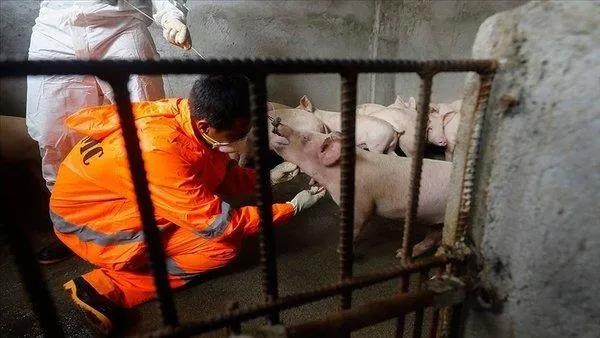 dunyada-bir-ilk-abdde-genetigi-degistirilen-domuzdan-insana-kalp-nakli-gerceklestirildi-1641852228183.jpeg Dünyada bir ilk! ABD'de genetiği değiştirilen domuzdan insana kalp nakli gerçekleştirildi-3