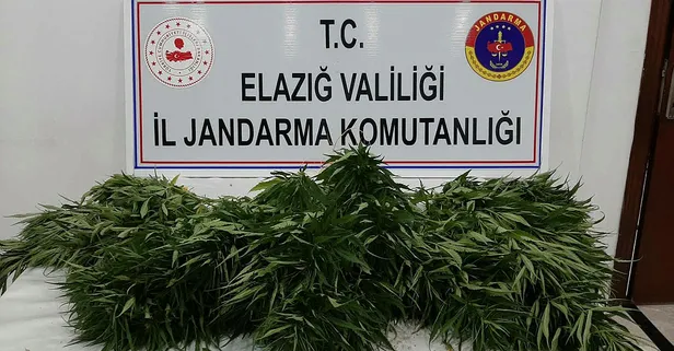 Elazığ'da 73 kök Hint keneviri ele geçirildi