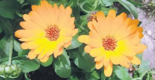 Aynısefa çiçeği vücudu tepeden tırnağa onarıyor!