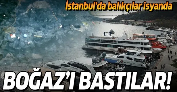 SON DAKİKA: İstanbul’da balıkçılar isyanda: Boğaz’ı denizanaları bastı