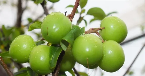 Erik sağlığa pek çok fayda sağlıyor
