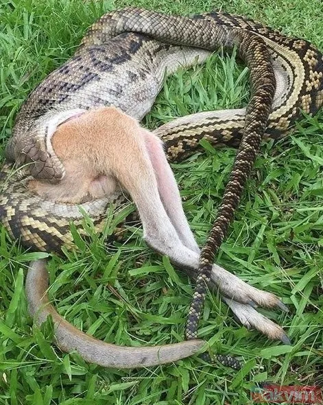 Kaplan akşam yemeği için ayıyı seçti fakat... Vahşi doğada Kaplan ile ayının şoke eden kavgası kapışması! - 11