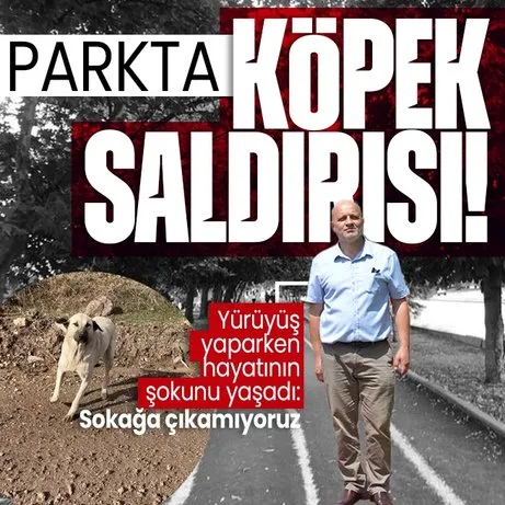 Bir başıboş köpek saldırısı daha! Ankara Altındağ’da parkta yürüyen adam köpeklerin saldırısına uğradı
