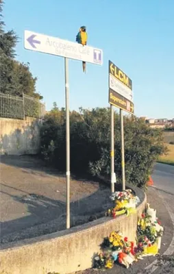 Papağan Frankie yasta