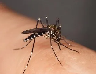 Koronavirüs sivrisinekten bulaşır mı?