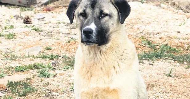 Alman basını, kangalları hedef aldı! Yetiştiriciler ise sert çıktı: En merhametli köpek