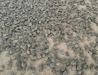 Amazon Nehri’nde kaplumbağa seli! Binlercesi sahile vurdu