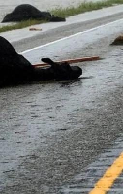 Harvey kasırgası pahalıya patladı