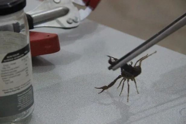 Herkesin korkulu rüyası! Litresi 10 milyon dolar... Şanlıurfa'da 30 yıldır onlarla iç içe yaşıyor!-2