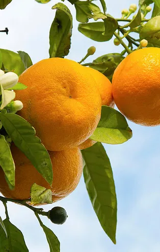 Rüyada mandalina görmek ne anlama gelir?