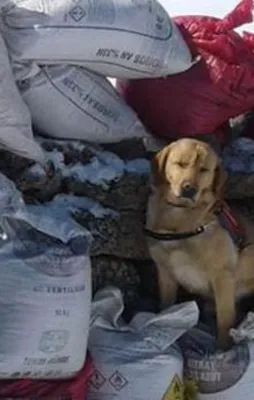 Bingöl'de 2 ton patlayıcı ele geçirildi