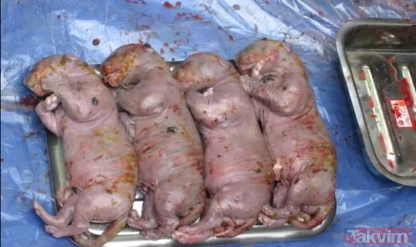 Midesine güvenenler baksın! Kulak ağrısıyla hastaneye giden adamın kulağından çıkanlar dünyayı şoke etti - 30