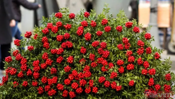 Kokina buketi suya konulur mu, nasıl saklanır? Bu püf noktayla evde ilk günkü gibi kalıyor - 2