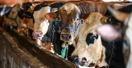 kadinlar kurban kesebilir mi haberleri son dakika kadinlar kurban kesebilir mi gelismeleri