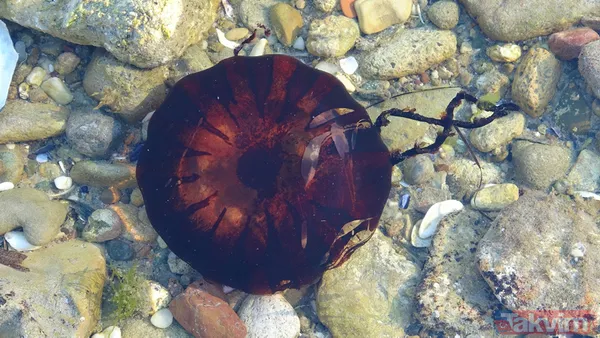 Çanakkale Boğazı'nda zehirli denizanası tehlikesi! Uzmanlar uyardı: Tatlı su kullanmayın amonyak ya da sirke ile yıkayın - 7