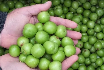 Sağlık için çok g’erik’li!