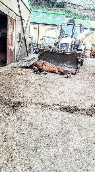 SON DAKİKA: CHP'li İBB'nin kayıp at skandalında kan donduran gerçek: Kayıp atlara kayıt dışı ilaç-5