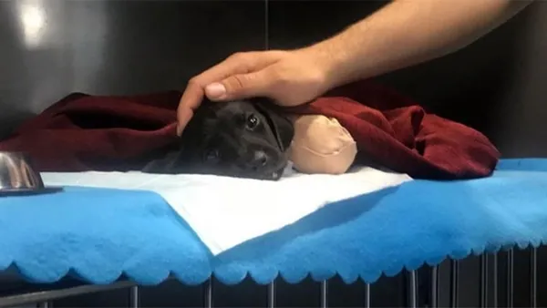 Bacakları kesilen köpekle ilgili Sakarya Valisi Balkanlıoğlu'ndan açıklama-5