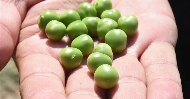 Top model Refaeli'de bezelye tercih ediyor