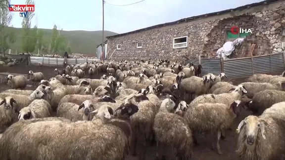 Erzincan’da şap karantinası!