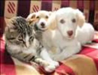 Kedi ile Köpeğin Dostluğu