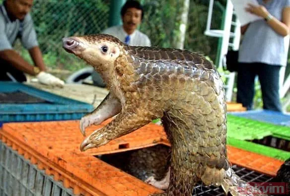 Yılan evcil köpeğe saldırdı! Dehşet dolu anlar... - 21