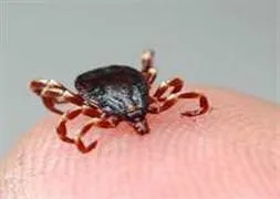 Sivas’ta KKKA şüphesi