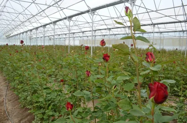 ithalatin-onune-gecmek-icin-240-metrekare-alanda-rodos-gulu-yetistirmeye-basladi-simdilerde-yilda-2-milyon-adet-gul-uretiyor-1621493851953.jpg İthalatın önüne geçmek için 240 metrekare alanda Rodos gülü yetiştirmeye başladı şimdilerde yılda 2 milyon adet gül üretiyor-6