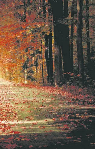 Rüyada saksı görmek ne anlama gelir?