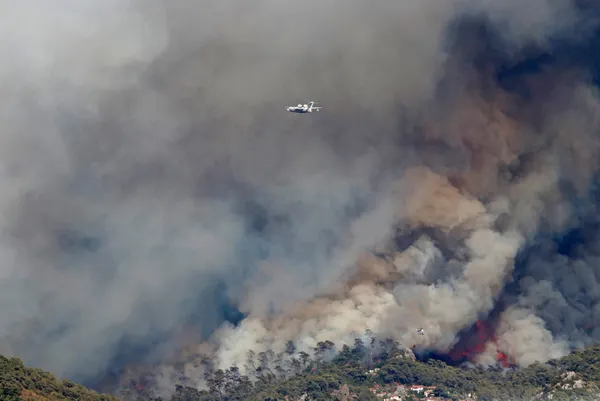 son-dakika-turkiyede-orman-yanginlarinda-son-durum-guzel-haberler-pes-pese-geliyor-1627802066095.jpg SON DAKİKA: Türkiye'de orman yangınlarında son durum! Yangından etkilenen 5 ile 11 milyon TL'lik daha kaynak-9
