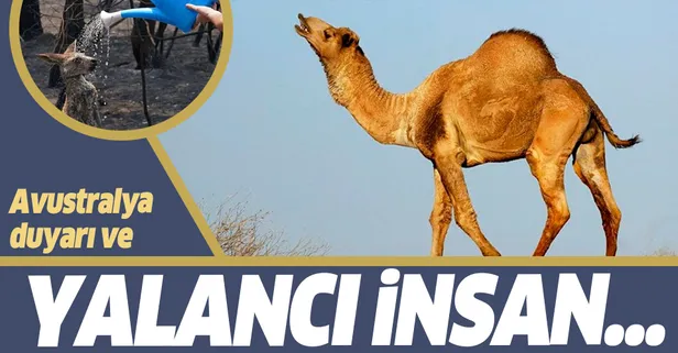 Avustralya duyarı ve yalancı insan!