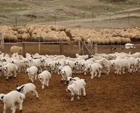 500 bin koyun projesi başladı