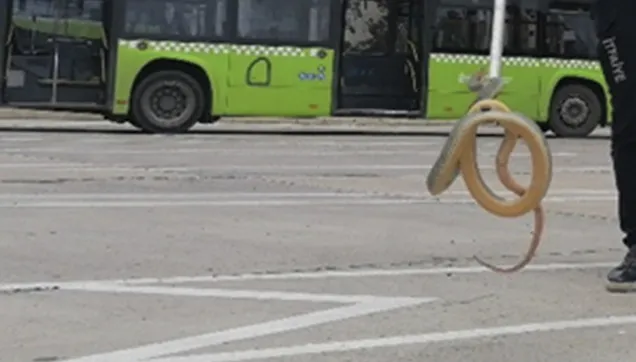 Son dakika: Halk otobüsünde yılan paniği! 2 metre uzunluğunda...
