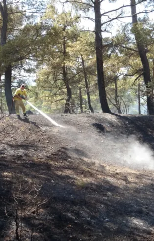 Çanakkale'de orman yangını