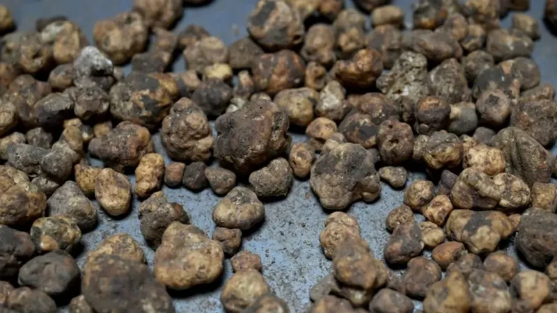 edirneden-avrupaya-truf-mantari-ticareti-kilosu-20-bin-tlyi-asiyor-1776437730820.jpg Edirne’den Avrupa’ya trüf mantarı ticareti: Kilosu 20 bin TL'yi aşıyor-3