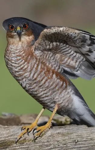 Rüyada atmaca görmek ne anlama gelir?