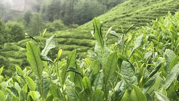 koronavirus-salgini-surecinde-cay-tuketimi-20-bin-tondan-40-bin-tona-cikti-1606209715173.jpg Koronavirüs salgını sürecinde çay tüketimi 20 bin tondan 40 bin tona çıktı-4