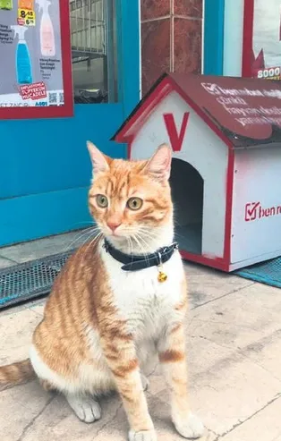 Asabi kedi işe alındı