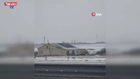 Aç kalan kurt sürüsü şehir merkezine indi