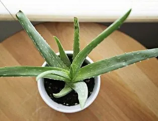 Aloe verayla saçlar güçlü