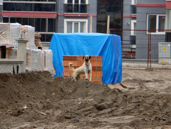 bu-sefer-kangal-ispartada-okuldan-eve-donen-13-yasindaki-ahmet-efe-erol-saldiriya-ugradi-basinda-3-isirik-var-1646129621979.jpg Bu sefer Kangal! Isparta'da okuldan eve dönen 13 yaşındaki Ahmet Efe Erol saldırıya uğradı: Başında 3 ısırık var-2