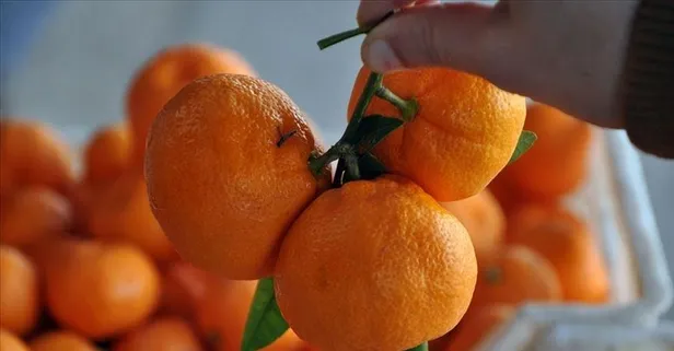 Turuncu şifa: Mandalina kansere kalkan oluyor!