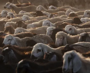 Kurbanlık fiyatları 2020 ne kadar? A101, Migros, Carrefoursa, BİM kurbanlık fiyatları kaç lira?