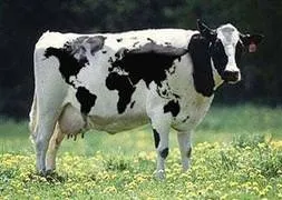 Kurban fiyatlarına yüzde 60 zam