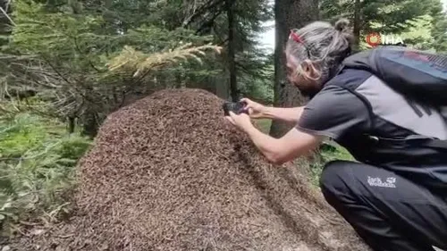 Ormanların kene savaşçısı! Kırmızı orman karıncalarının dev yuvaları